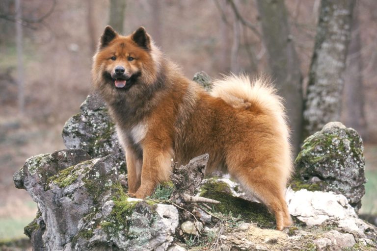 Eurasier hunderase: Opprinnelse, Egenskaper og Pleie