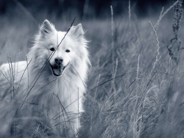 Finsk Lapphund: En allsidig og intelligent hunderase