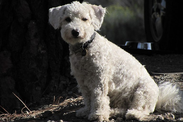 Havapoo: En Raseprofil for Denne Sjarmerende Hunden