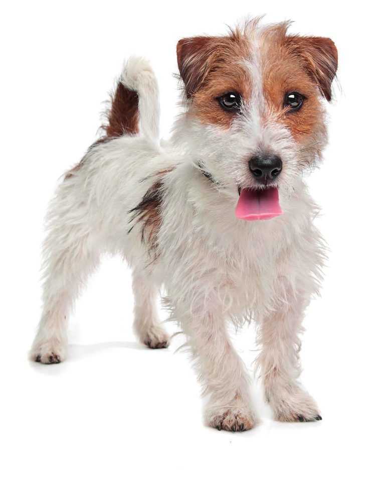 Jack Russell Terrier – En Allsidig og Energifull Hund