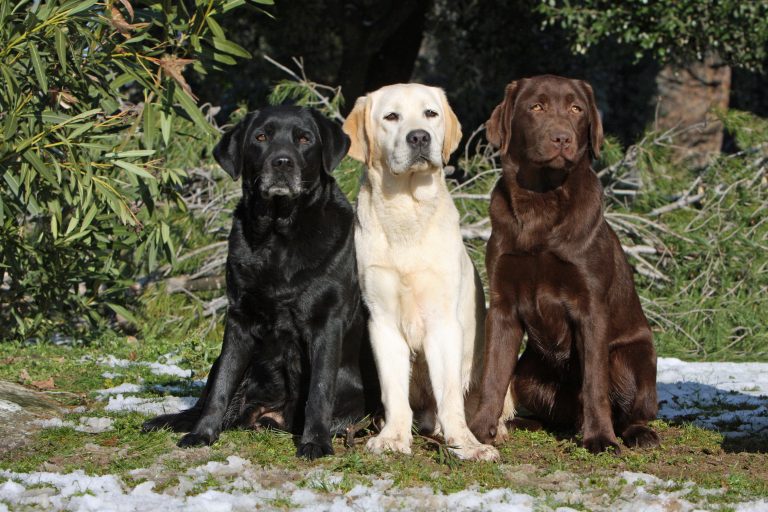 Labrador Retriever: Fakta og informasjon om rasen