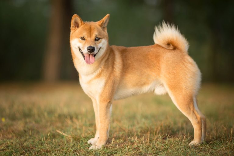 Shiba Inu: Alt du trenger å vite om denne hunderasen