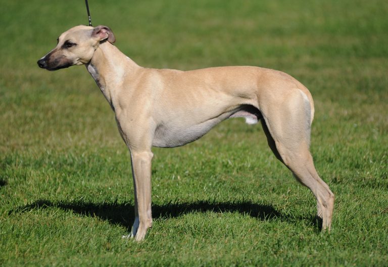 Whippet – En rask og smidig hunderase